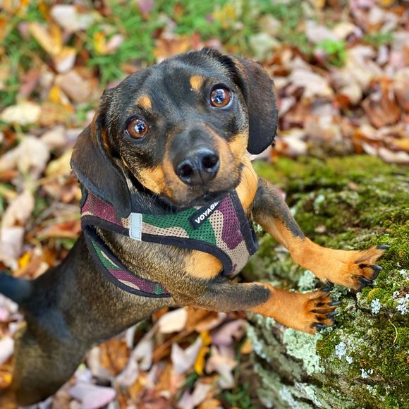 Meet Your Posher, Rinnie - Picture 4 of 5